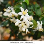 流域风 小说 wste2482n